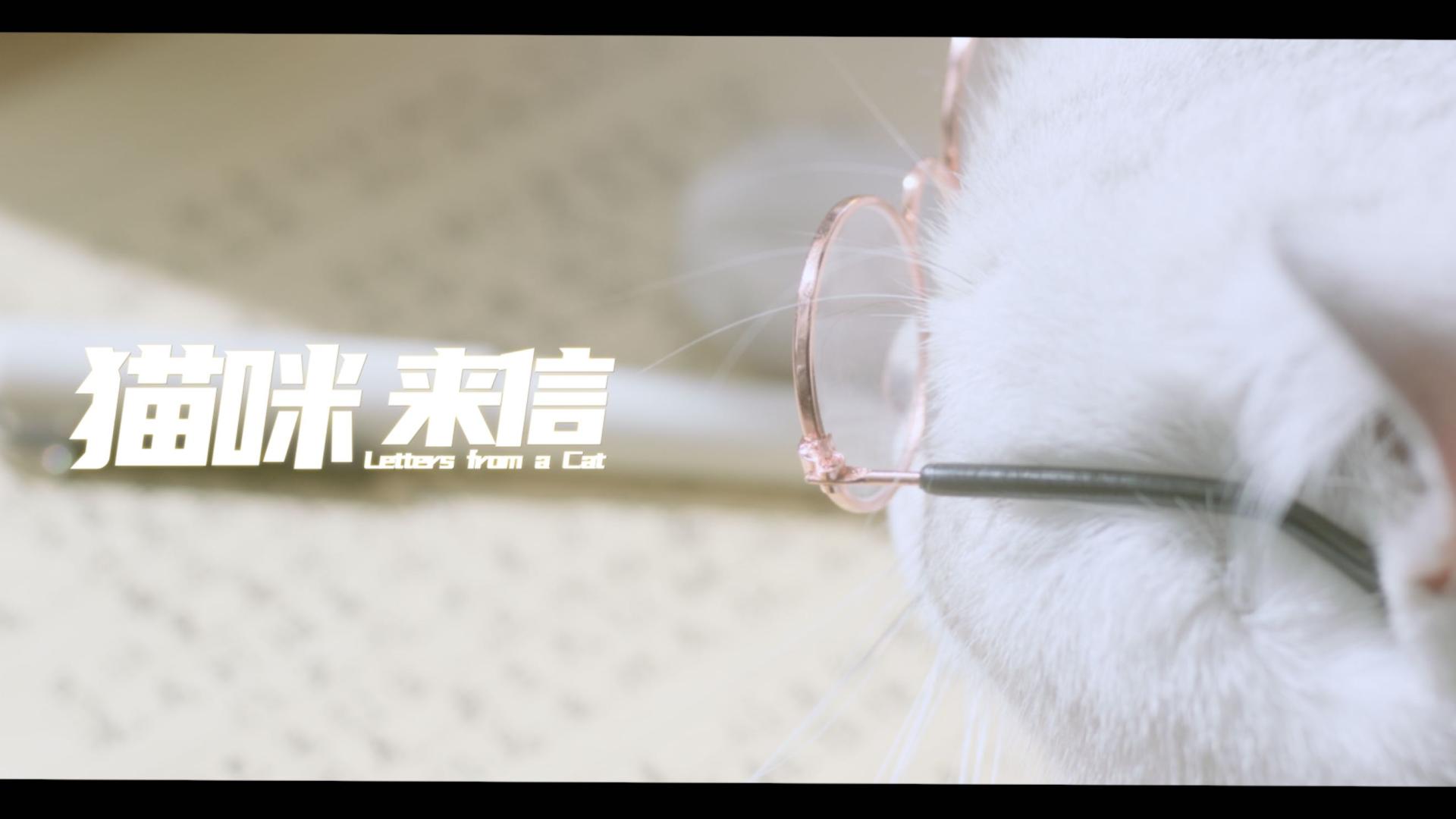 帅康电气｜品牌新年广告《猫咪来信》