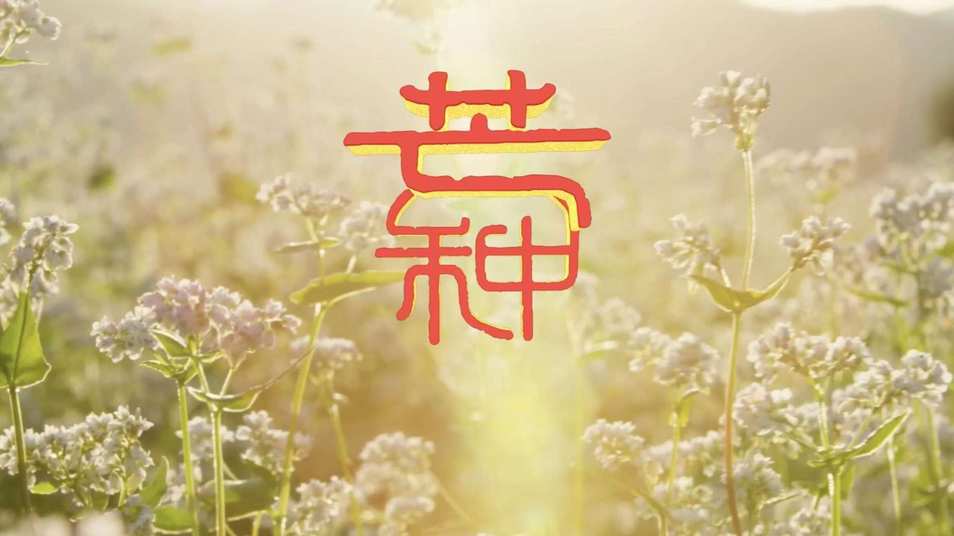 央视新闻频道大型传统民俗文化宣传片《二十四节气》之芒种