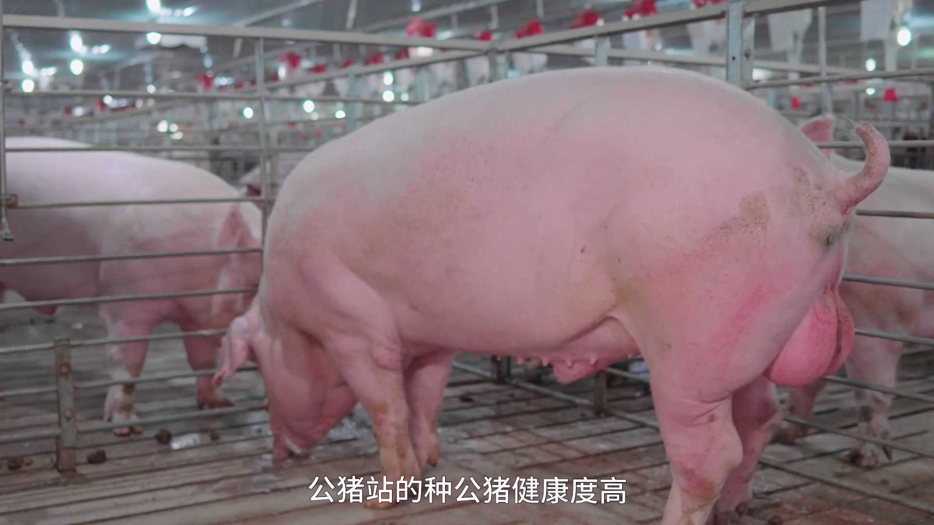 上海新农科技-新农配种-宣传片-品牌宣传片-农业科技