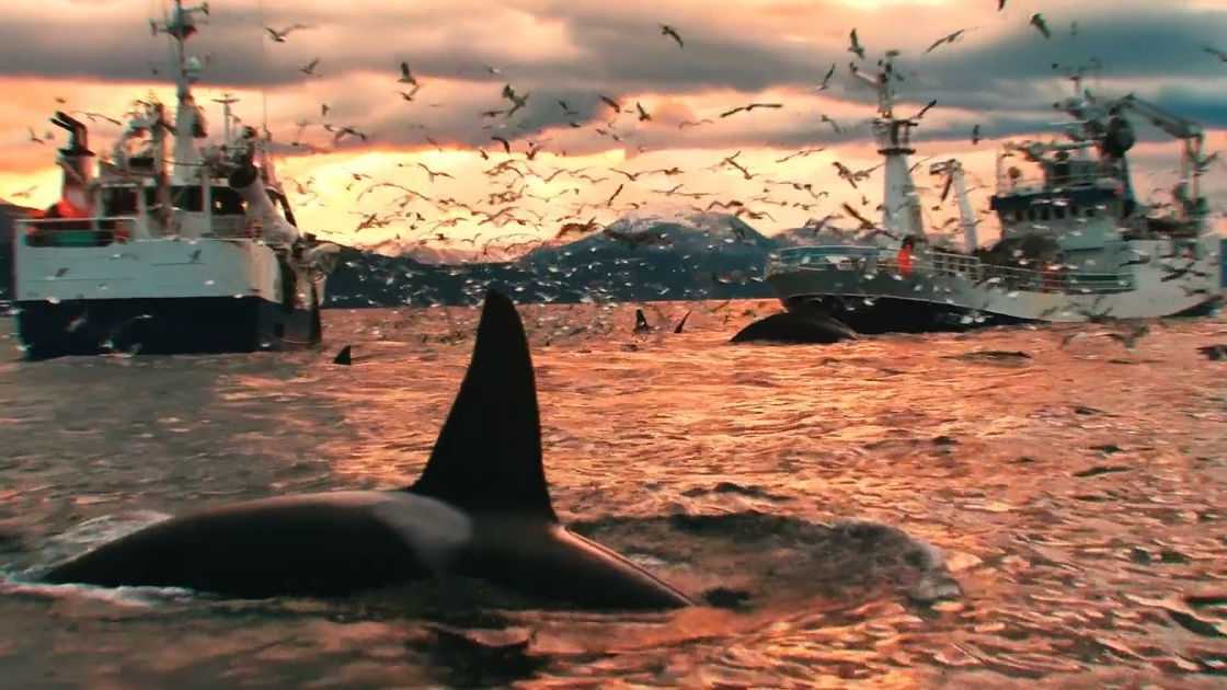 國外環保慈善機構強有力公益廣告《請停止捕鯨！》