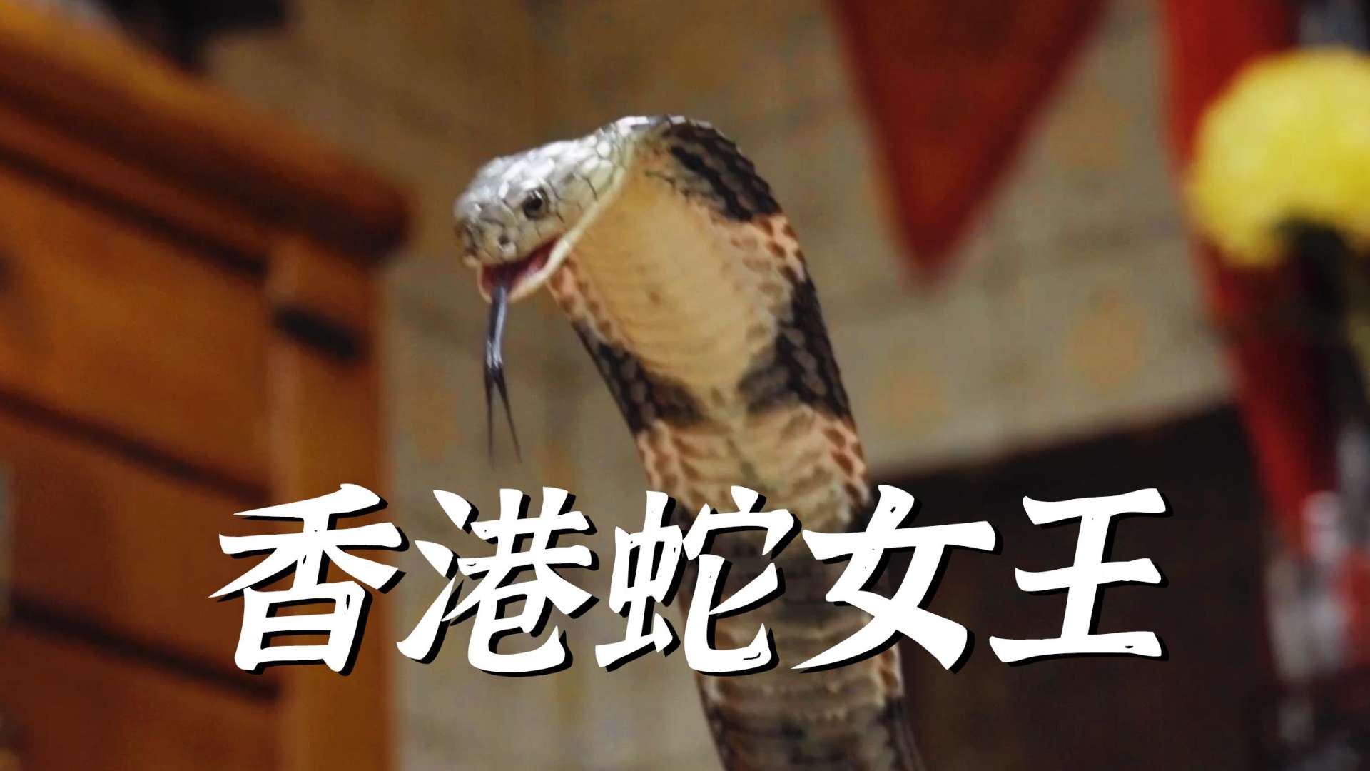 【纪录片】蛇羹最强！香港蛇女王的独门美食