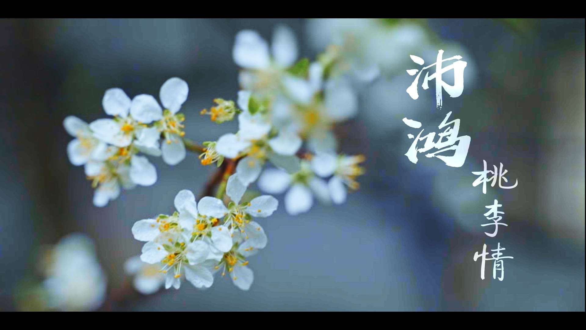 《沛雨润桃李，鸿途感师恩》--南宁沛鸿民族中学桃李园的初春