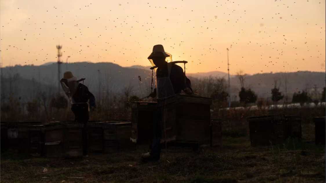 2020【微纪录】养蜂人在春天离去