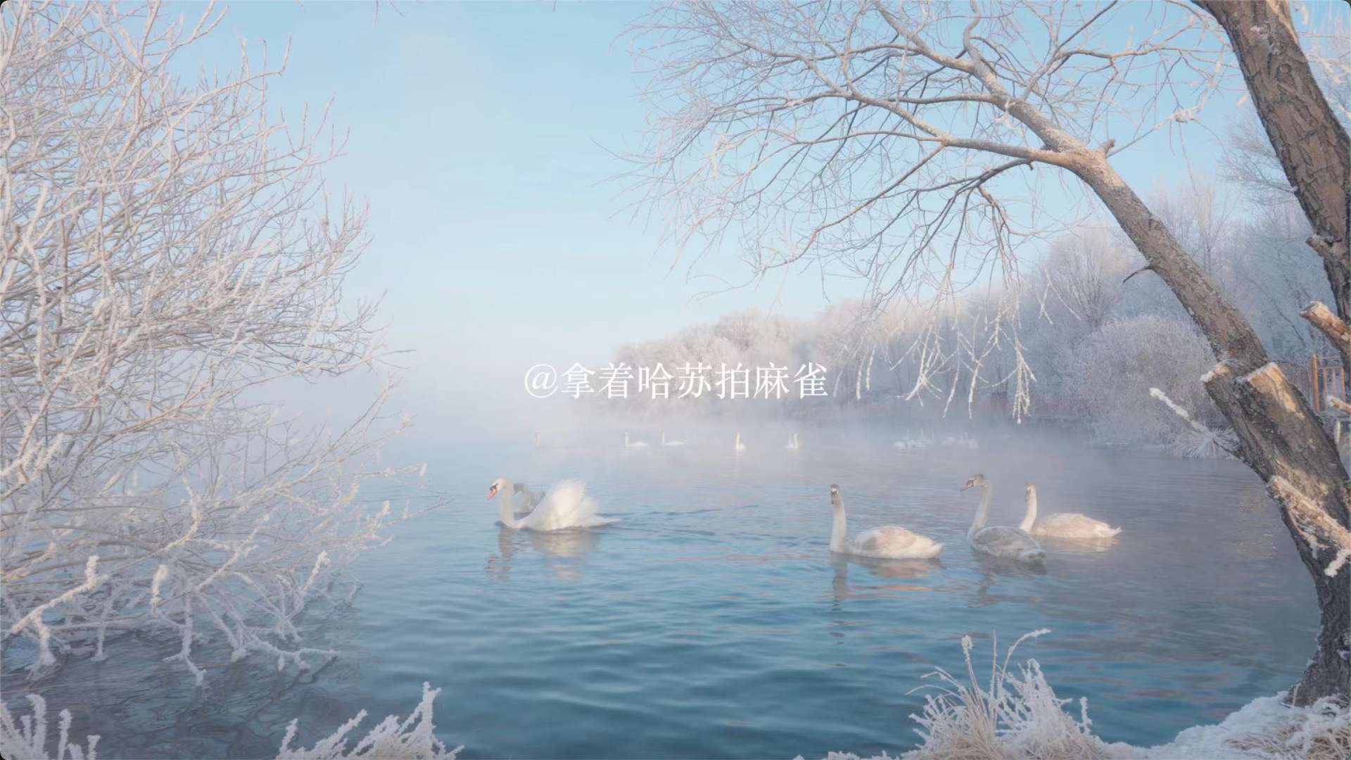 伊宁天鹅湖