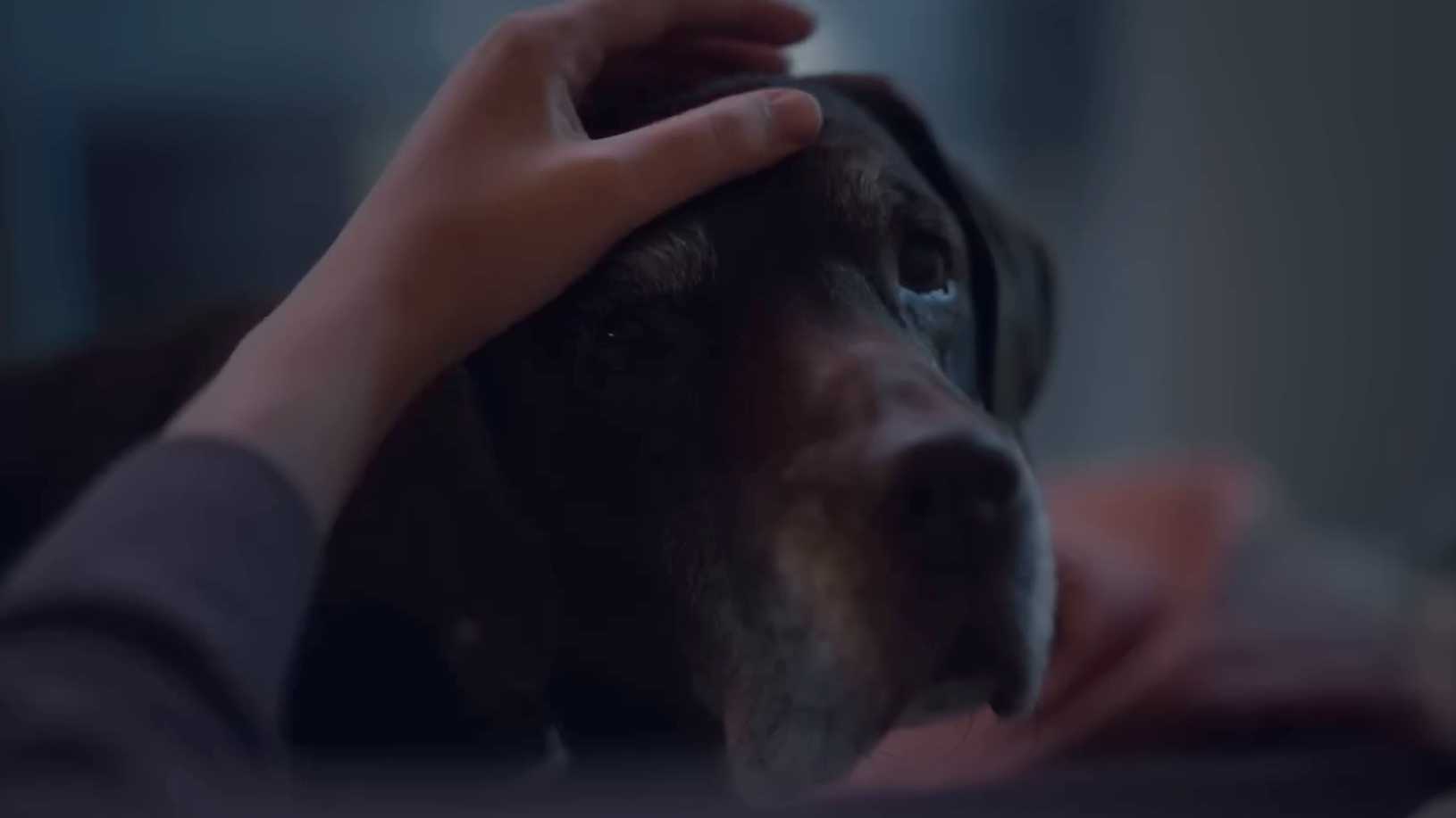 宠物超级碗广告《写给狗狗的情书》