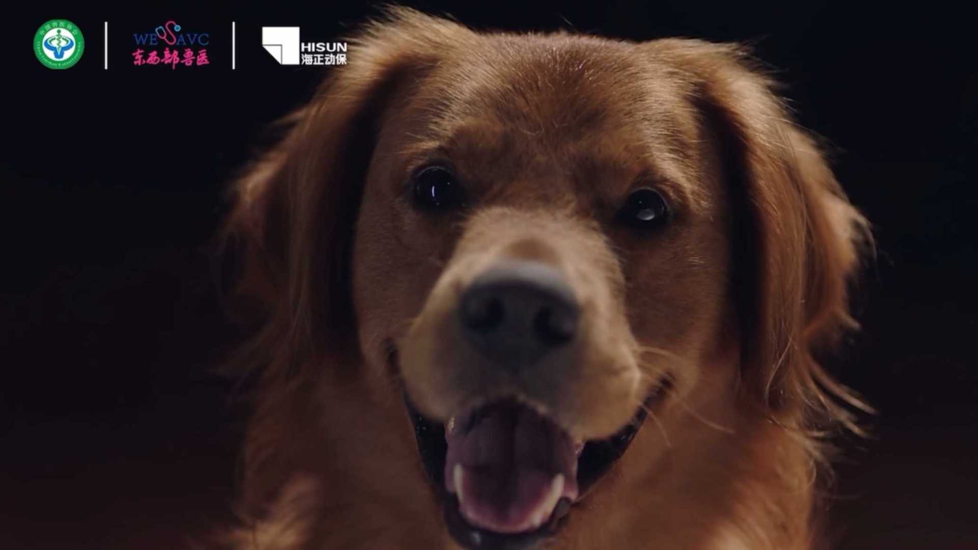 动物保护机构兽医宣传片