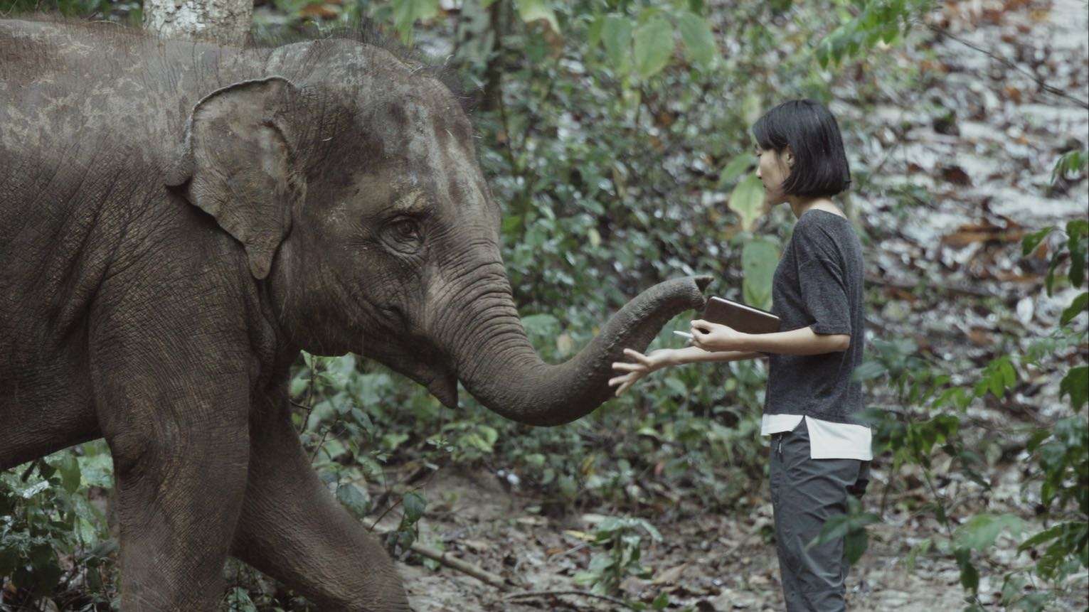 微纪录片《为了与大象共处》：到缅甸做大象行为研究实验