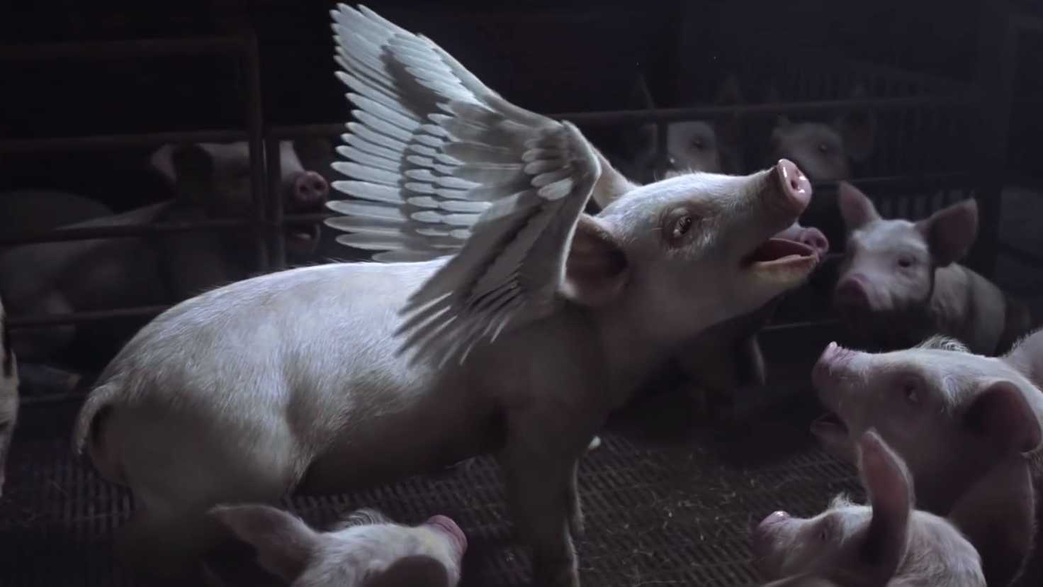 澳大利亚公益广告《让猪飞起来》