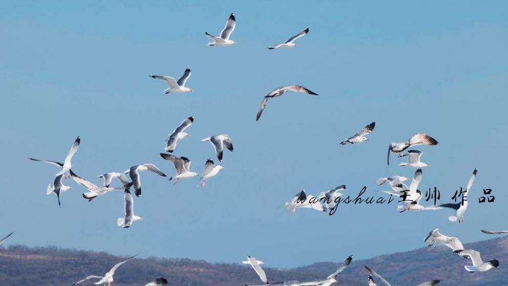 珲春鸟类记录视频《冰上盘旋》