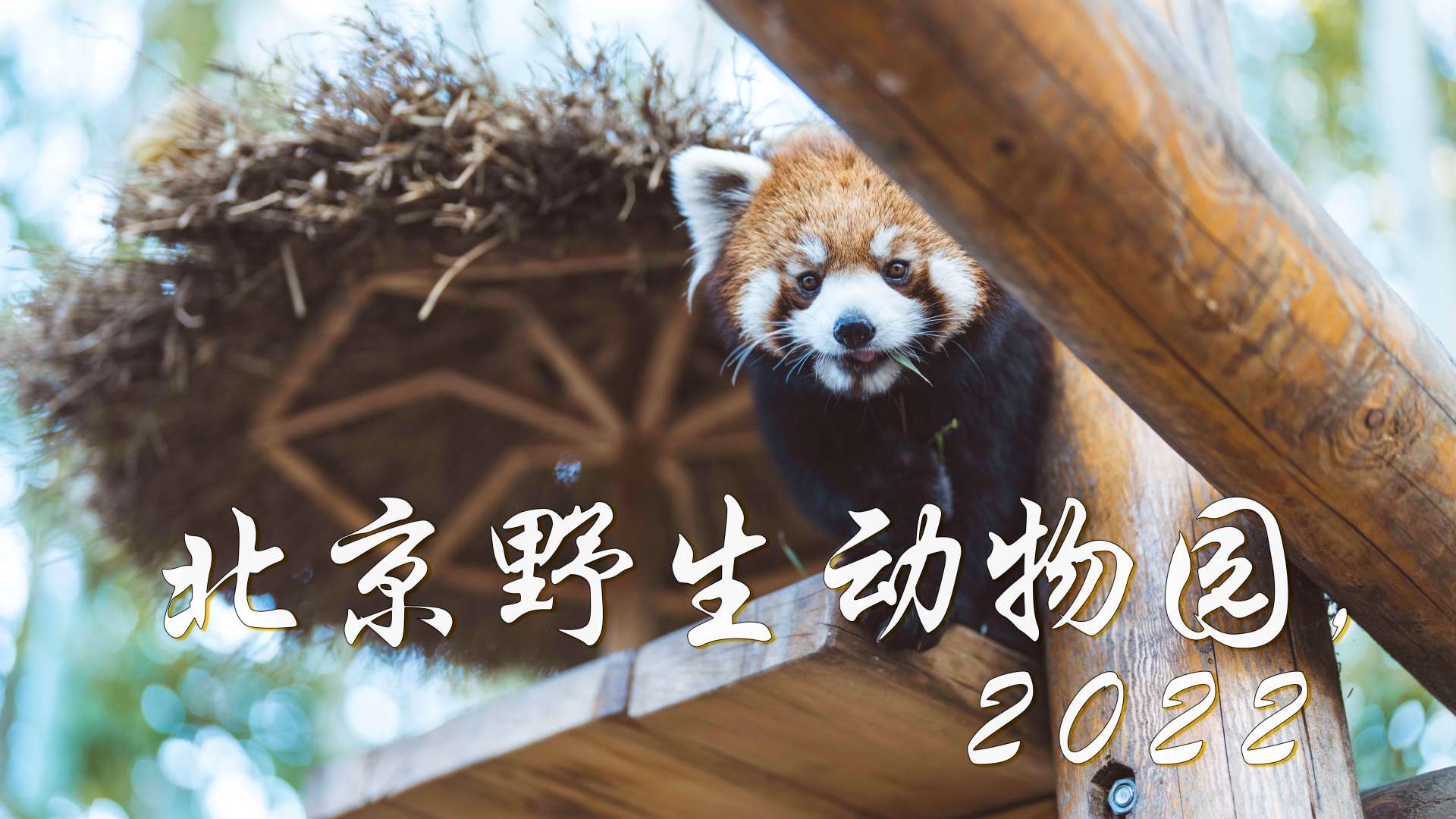 VLOG ｜ 北京野生动物园，2022 ｜小游记