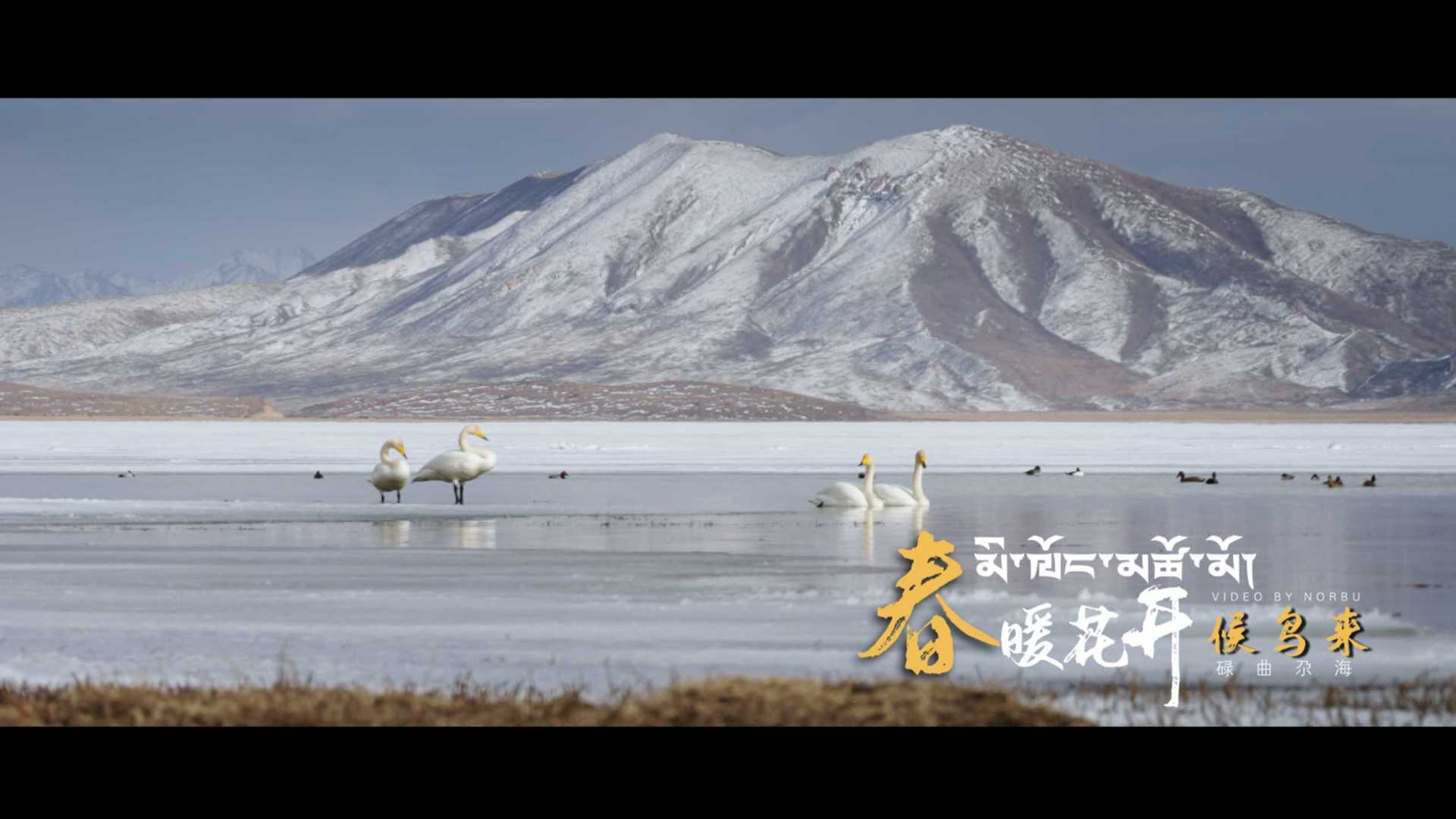 甘肃碌曲尕海湖——春暖花开候鸟来