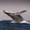 大鲸拍摄