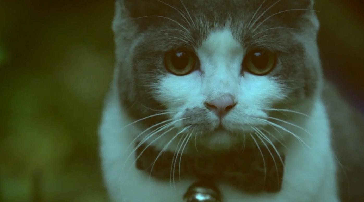 【广告片】中国首支喵星人微电影：备胎猫的故事，笑屎了