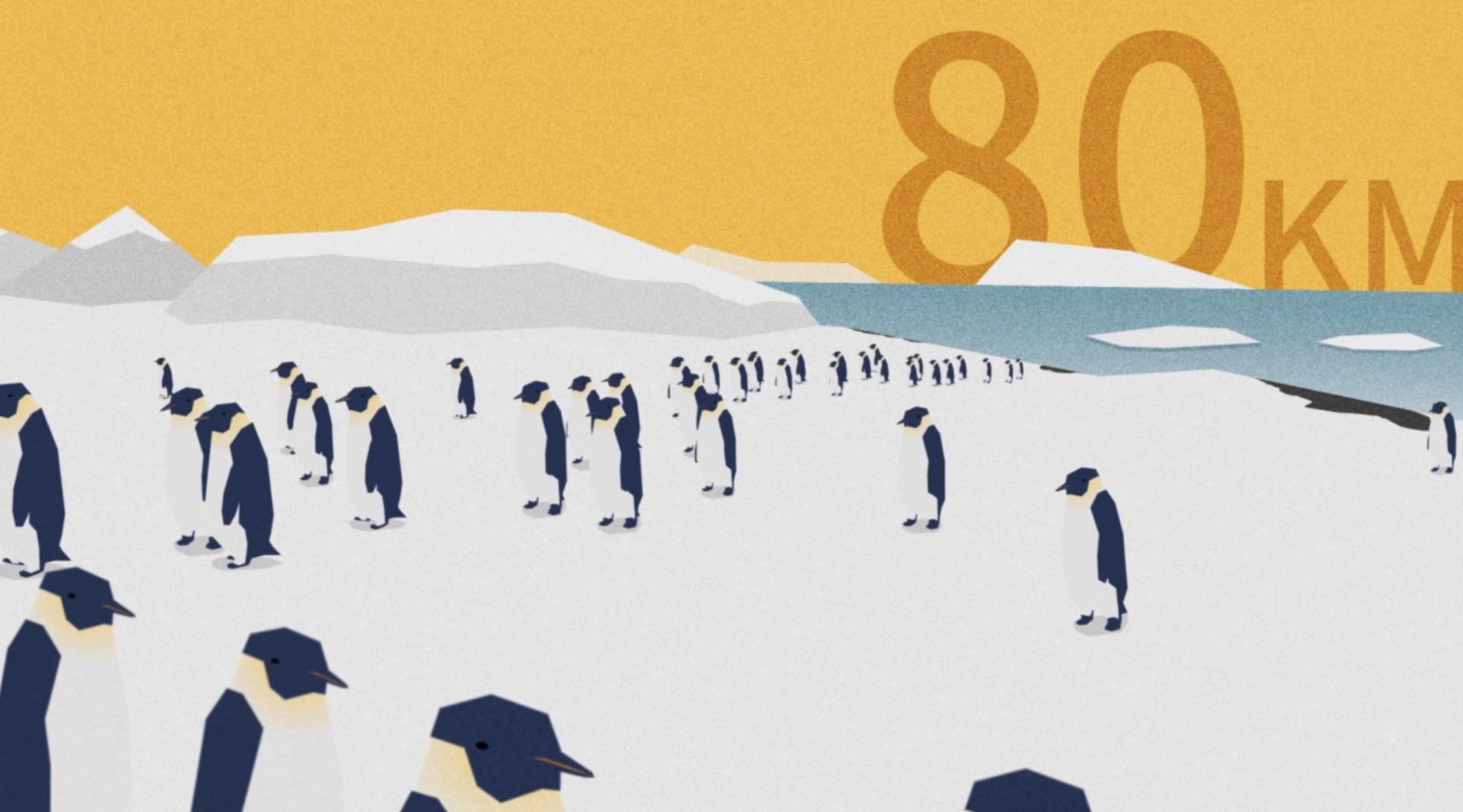 世界企鹅日公益宣传片