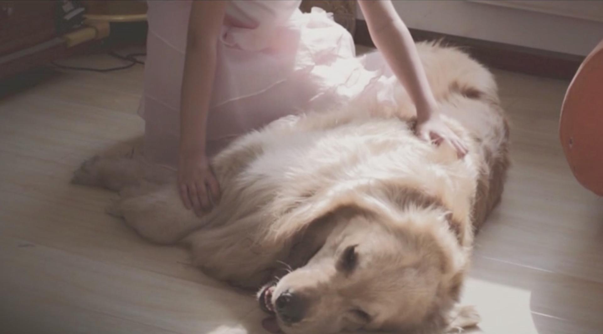 第二家人 一生守护——中国平安宠物保险微电影