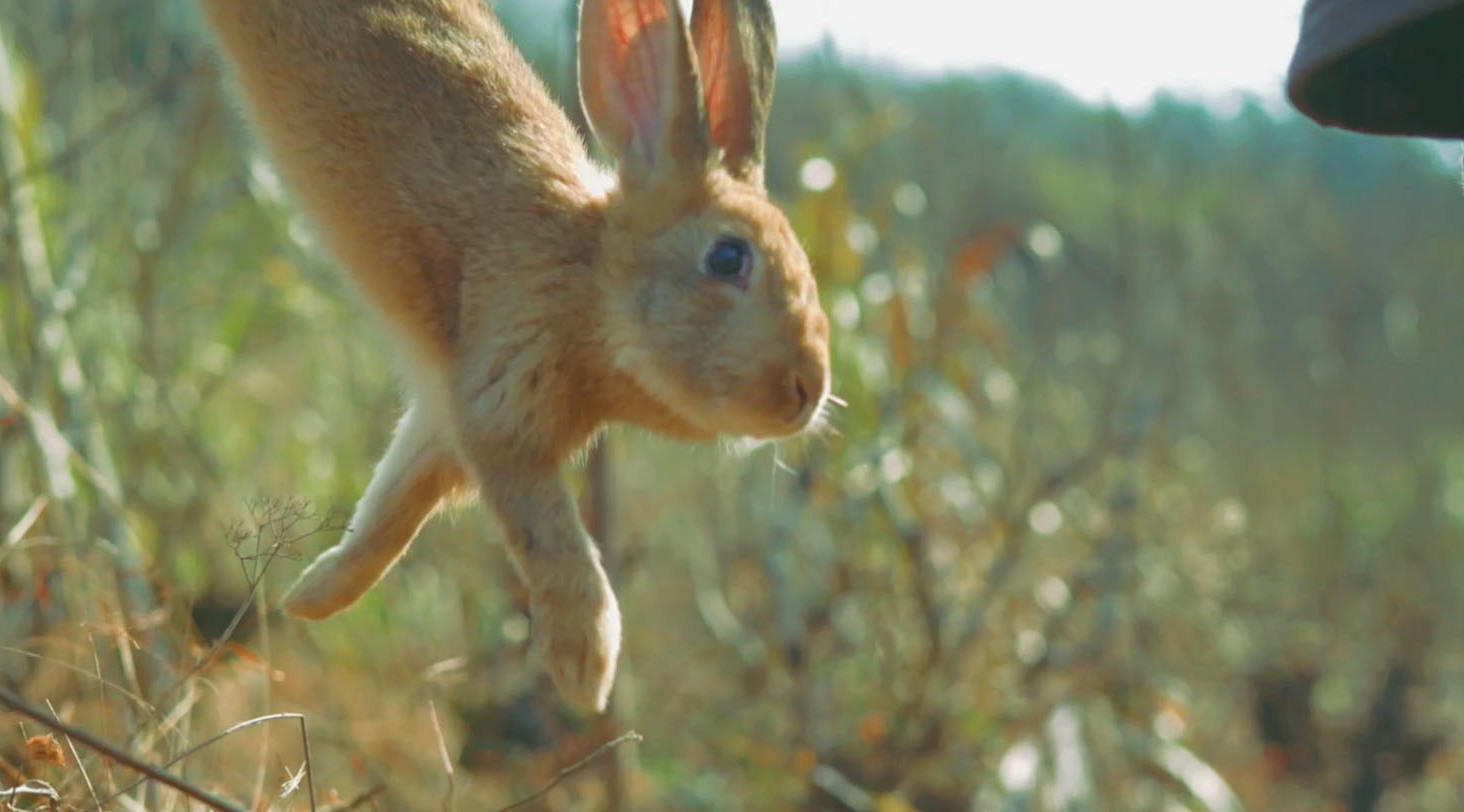 【路边野餐】对付这只兔兔，陈师傅用了野史上最深的套路