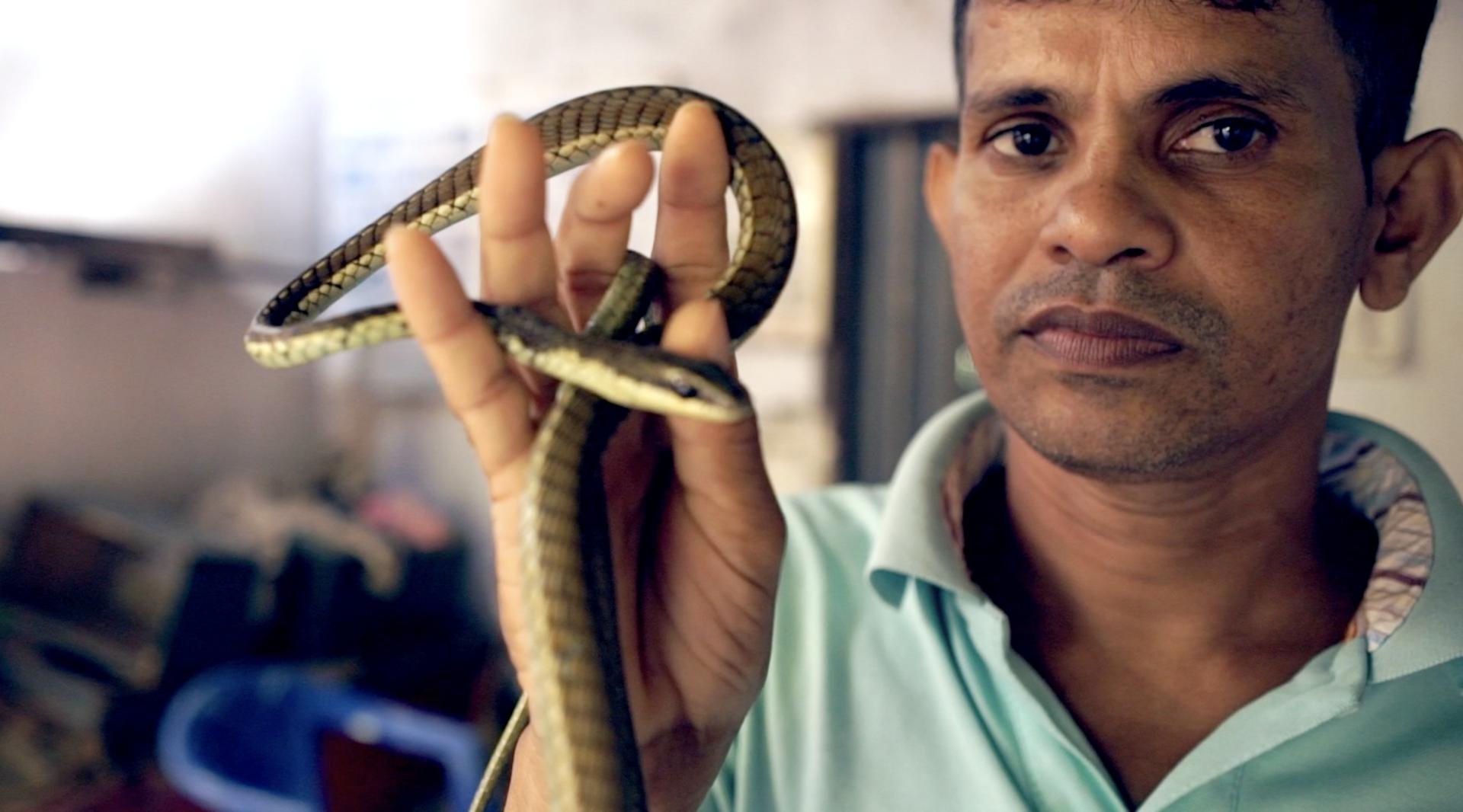 斯里兰卡驯蛇师：三代世家帮人解毒
