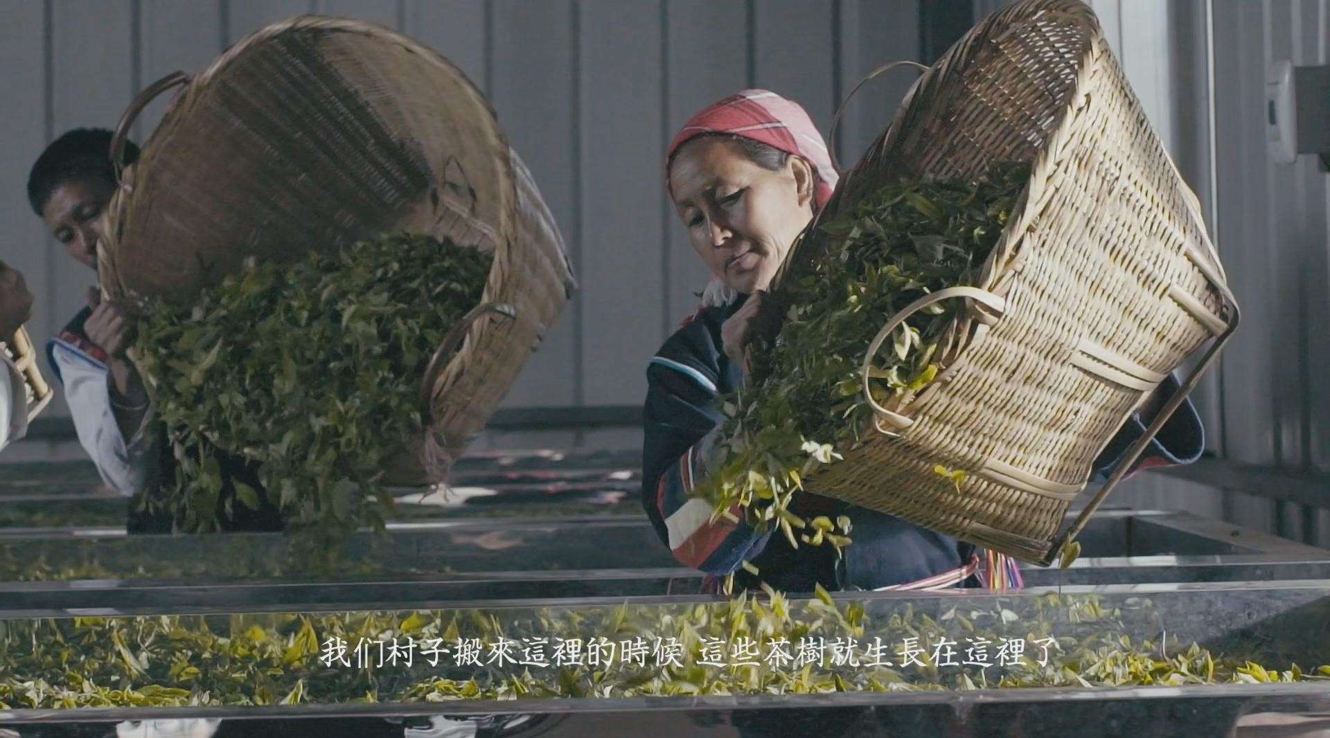 雨林 製茶工藝篇