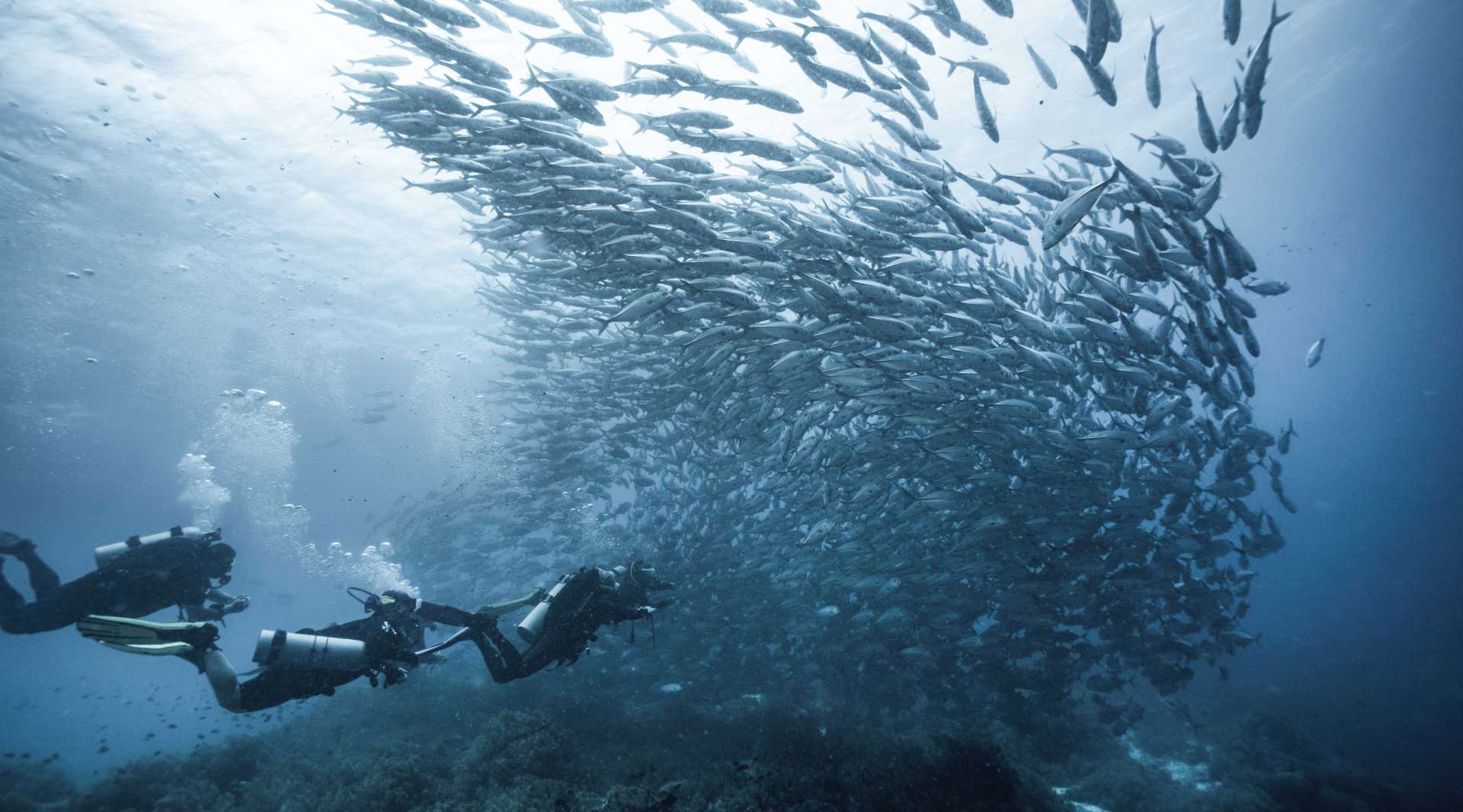 呼吸之际 | 潜行菲律宾薄荷岛巴里卡萨深蓝