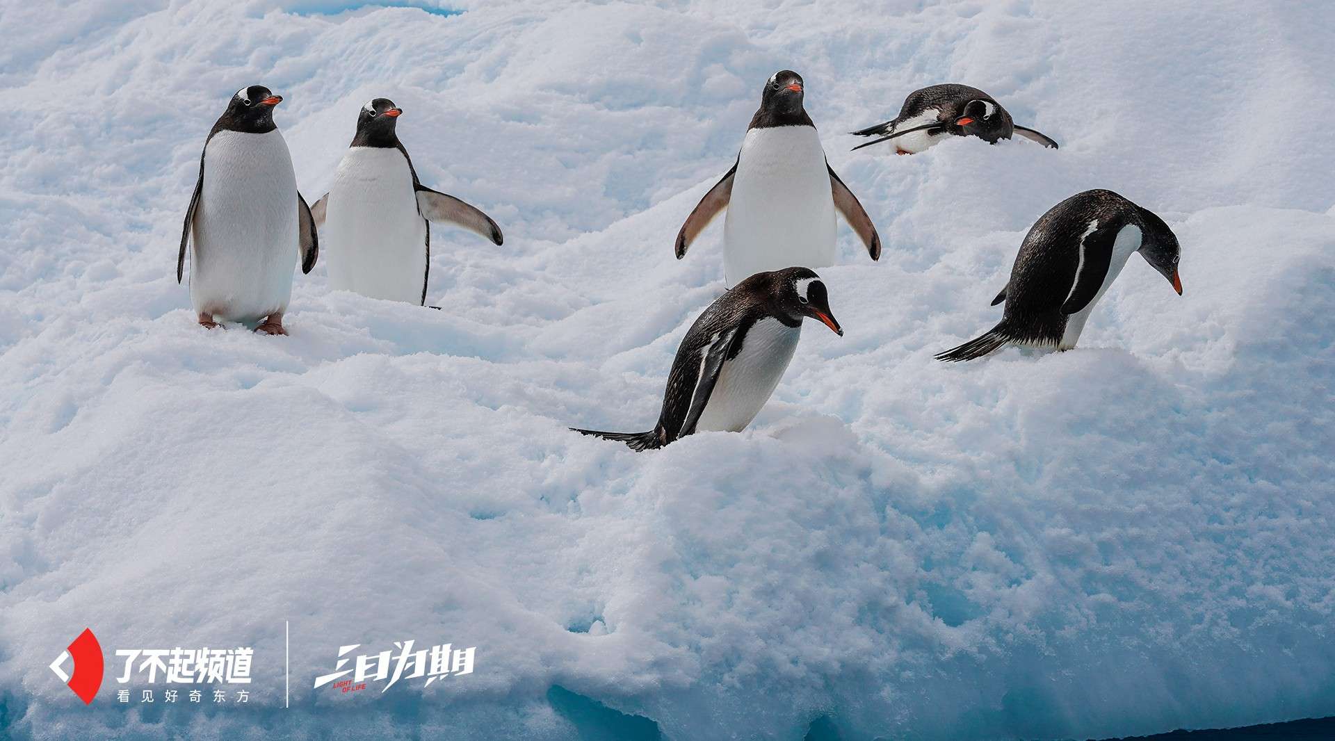 我在南极，和企鹅海豹在冰川中间游泳