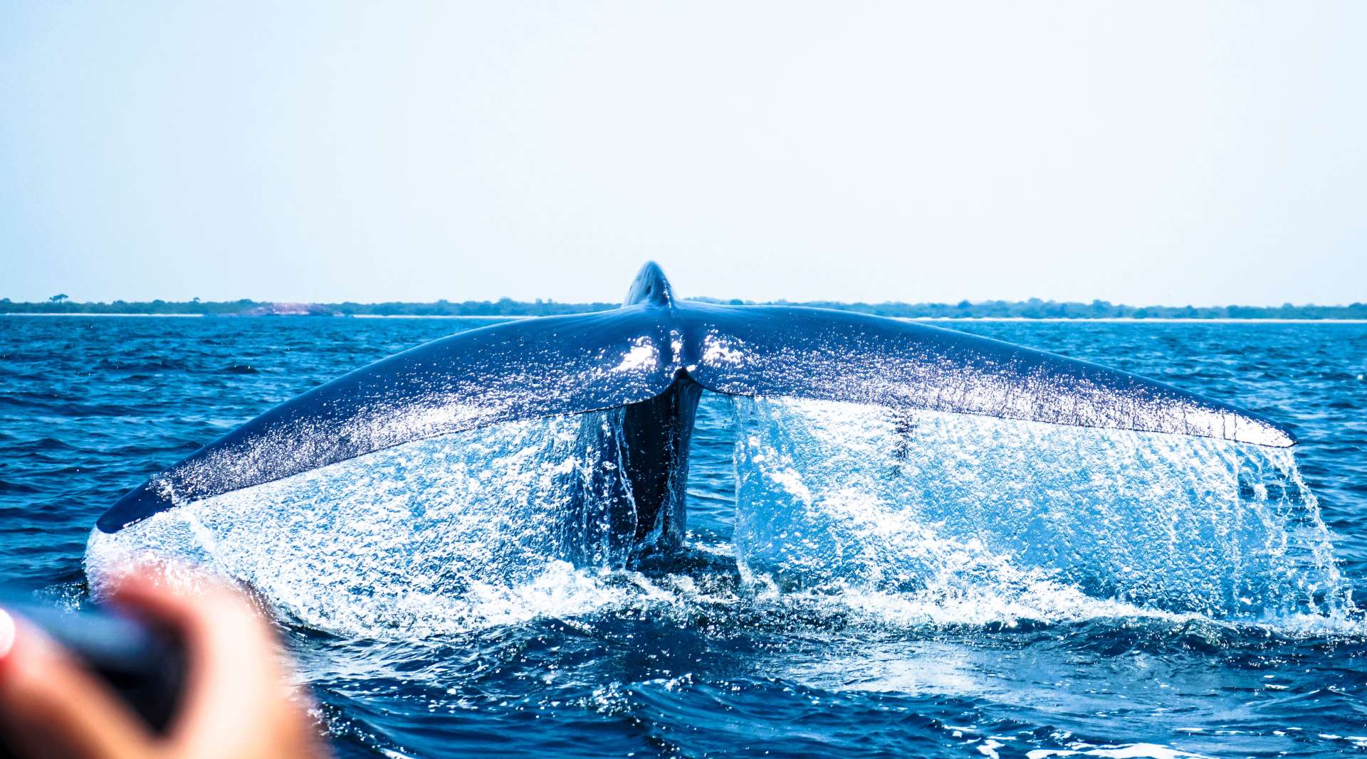 斯里兰卡追鲸之旅2018