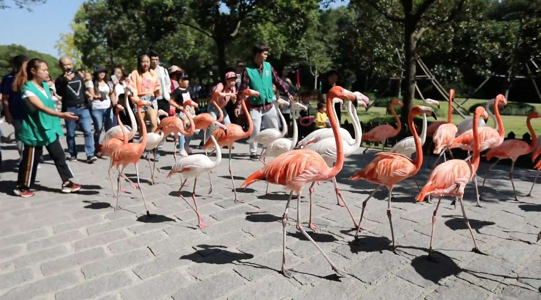 沪上人气景点-上海野生动物园
