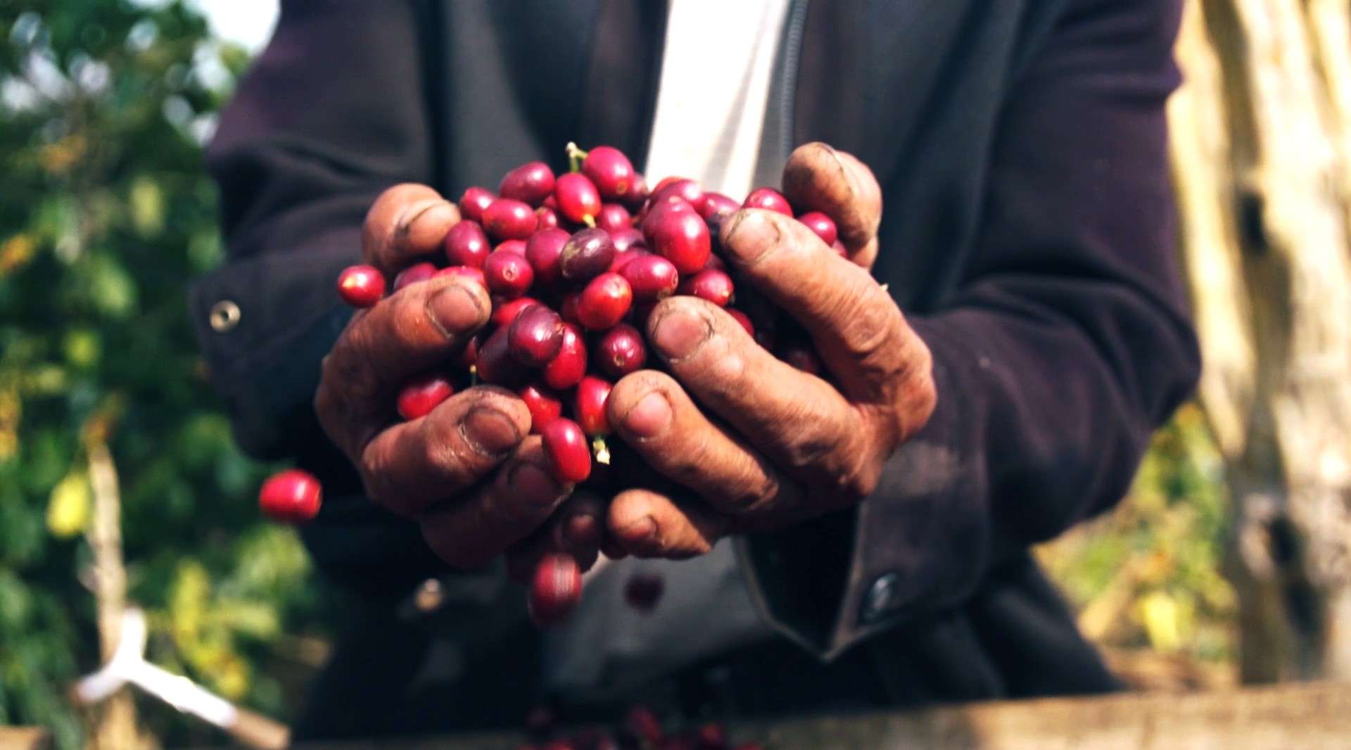 中国咖啡产地纪录片《Behind a coffee bean》