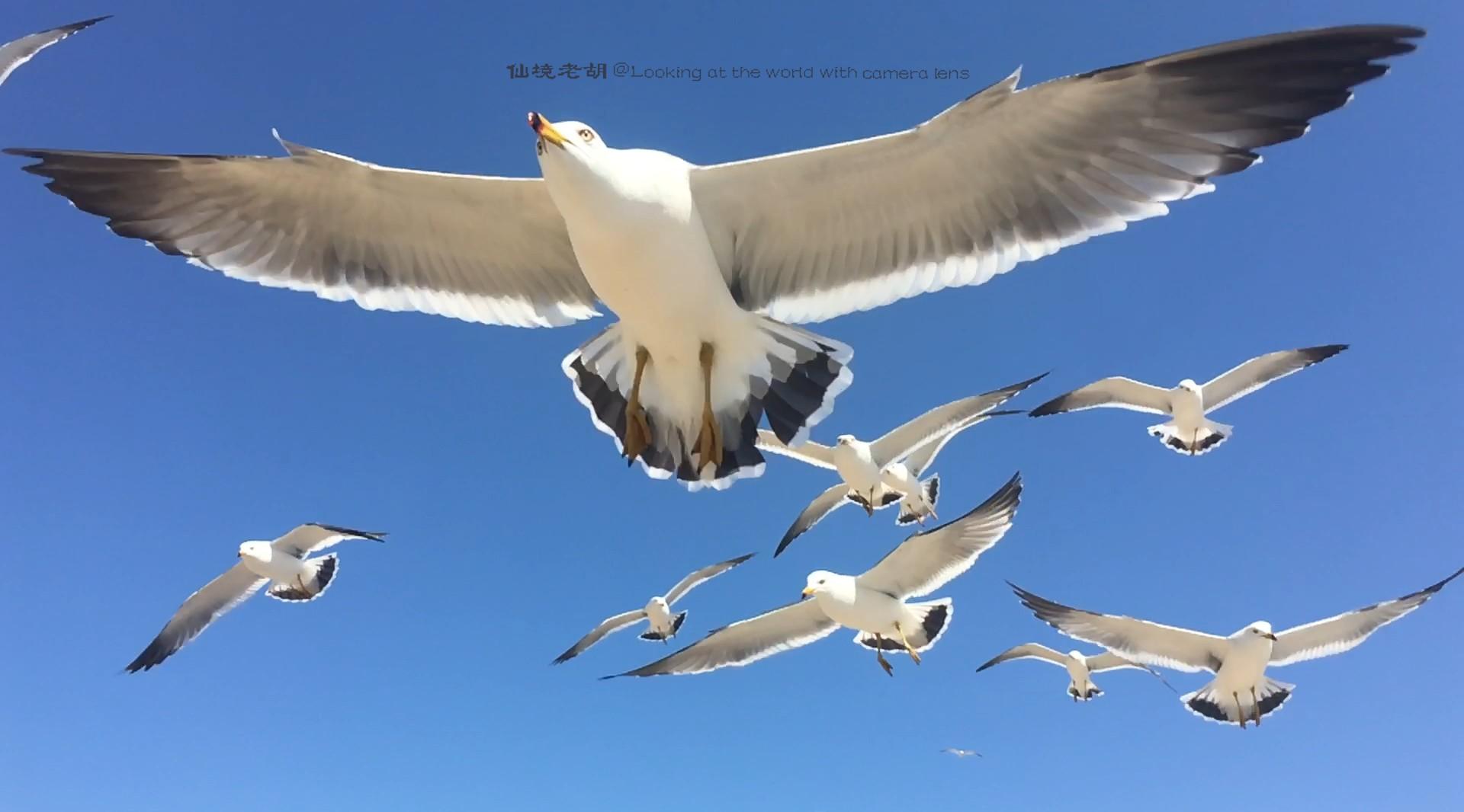 海鸥——2019年那个春节《时光记忆》  高速摄像