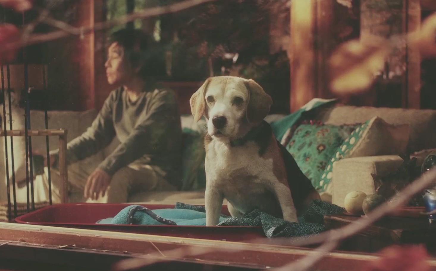 丰田最新网络广告短片《暖心狗狗的告白》