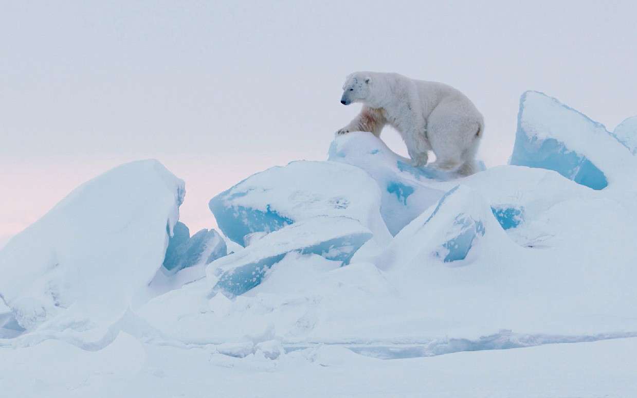极地摄影师的自白《北极幽灵》