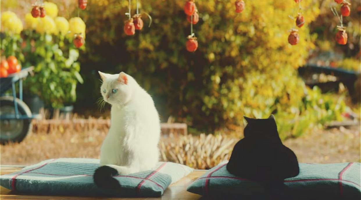 日本温情催泪猫咪广告《我想为你做》