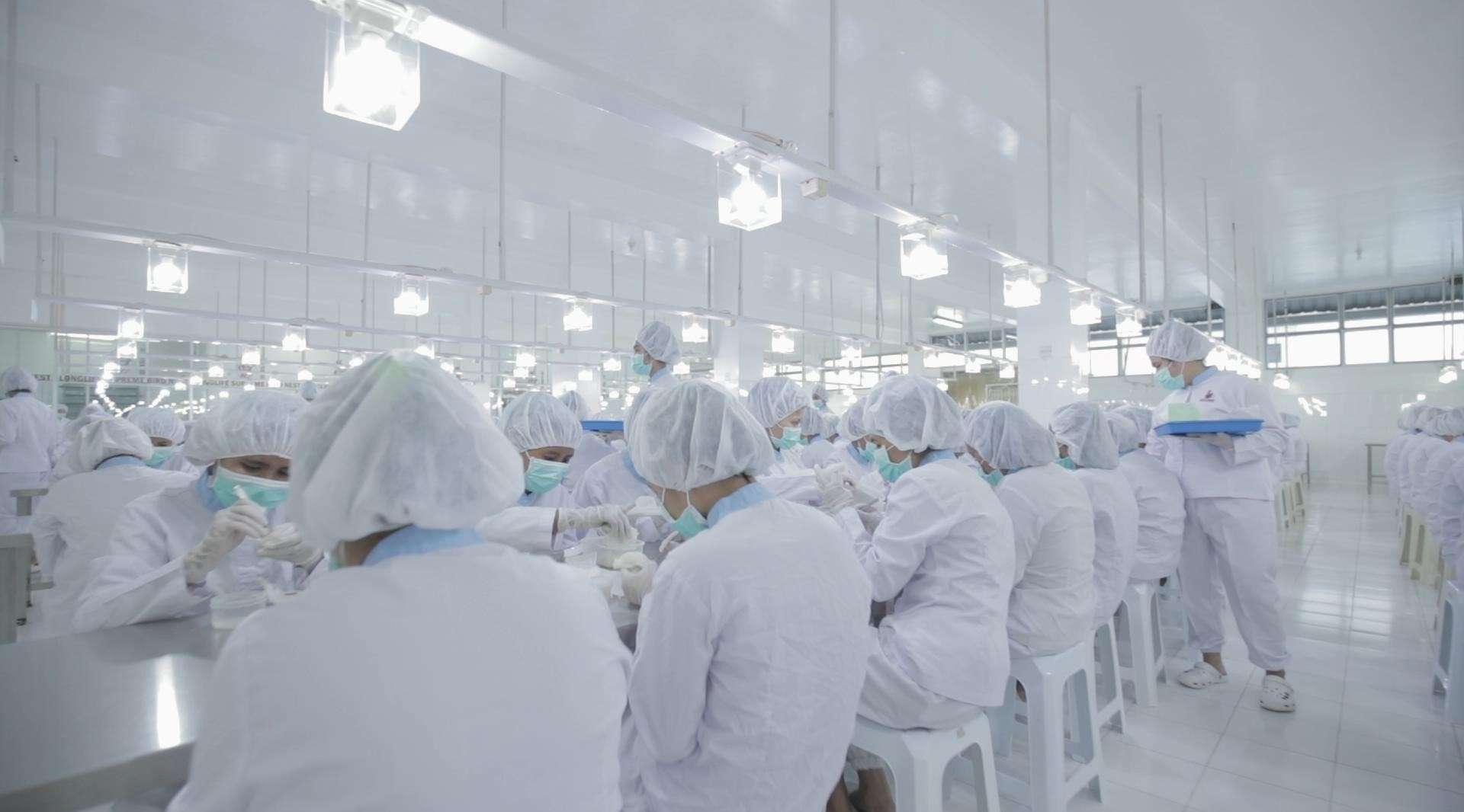 LONG · LIFE | 印尼 004 燕窝 企业工厂 透明化车间  工艺流程