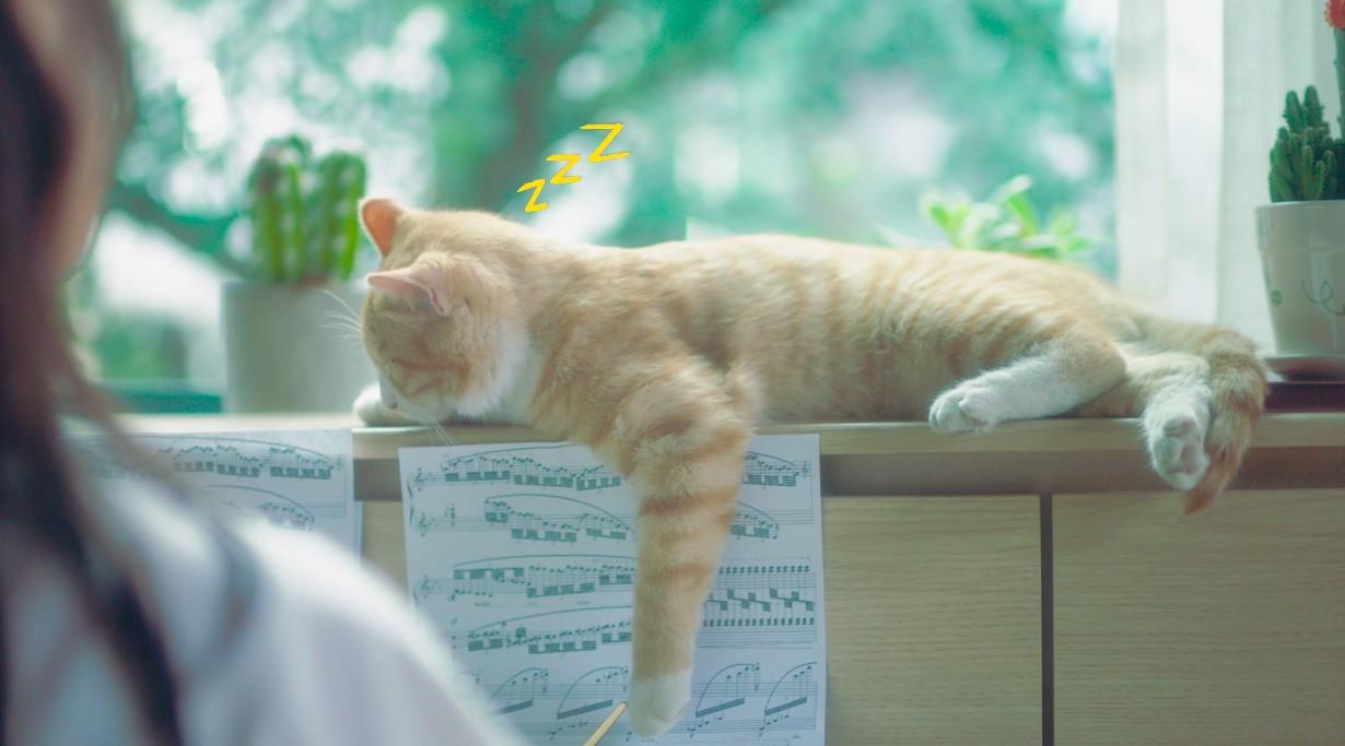 猫片1【钢琴篇】_vivo S1 Pro百变光效滤镜
