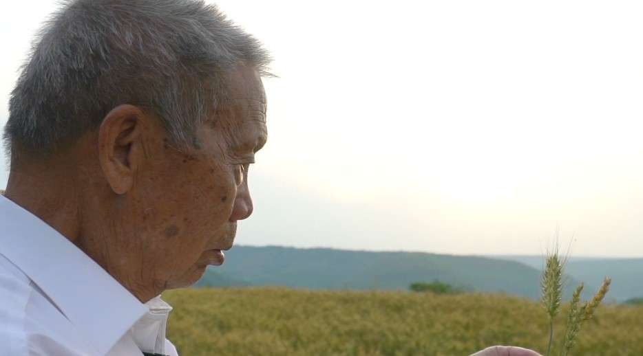 中国旱区小麦第一人——梁增基