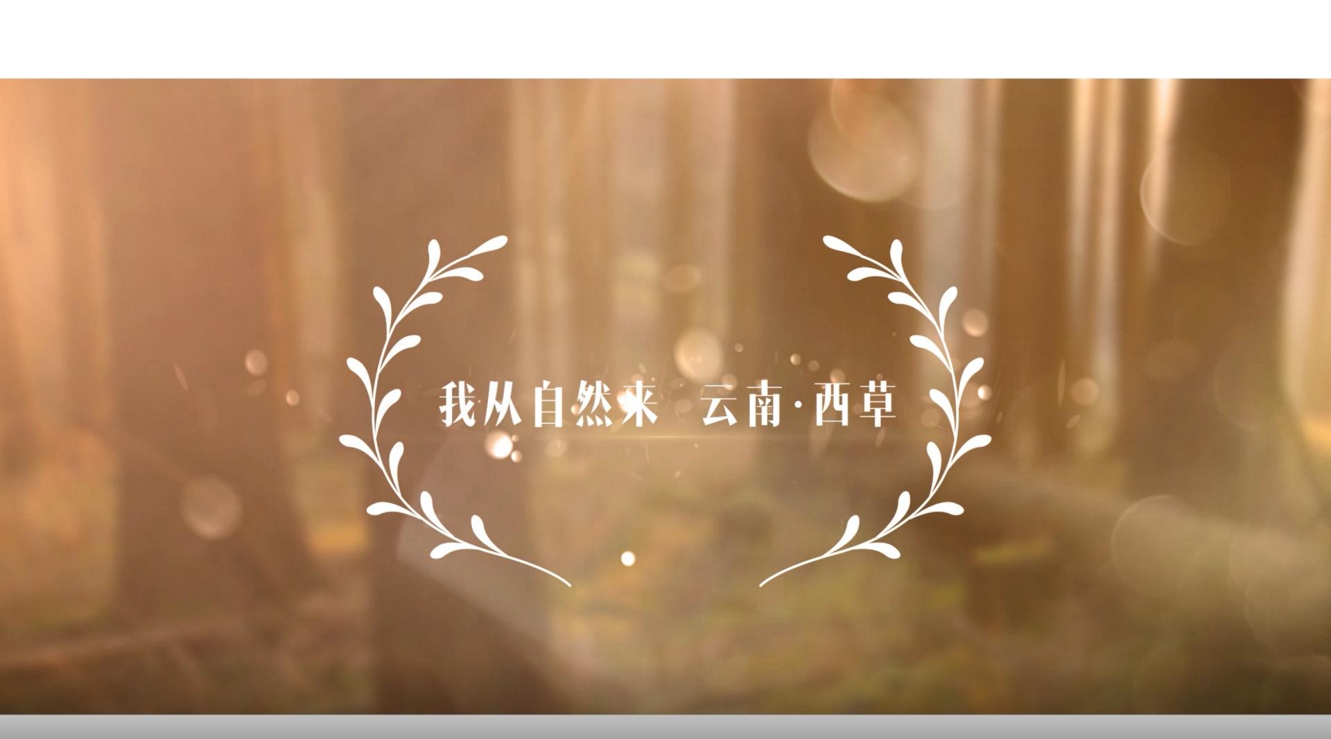 云南西草品牌宣传片  《我从自然来》