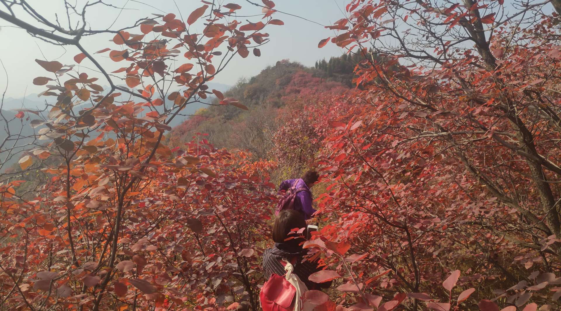 青州峡谷徒步爬山赏红叶纪录片