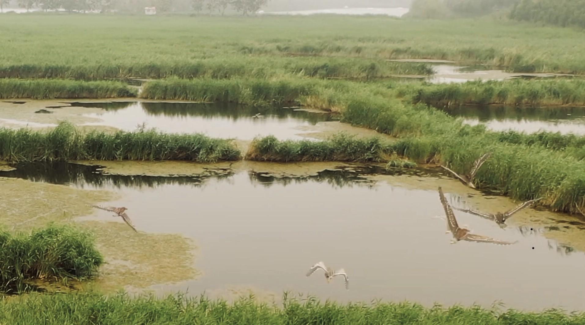 东张务湿地鸟类保护区