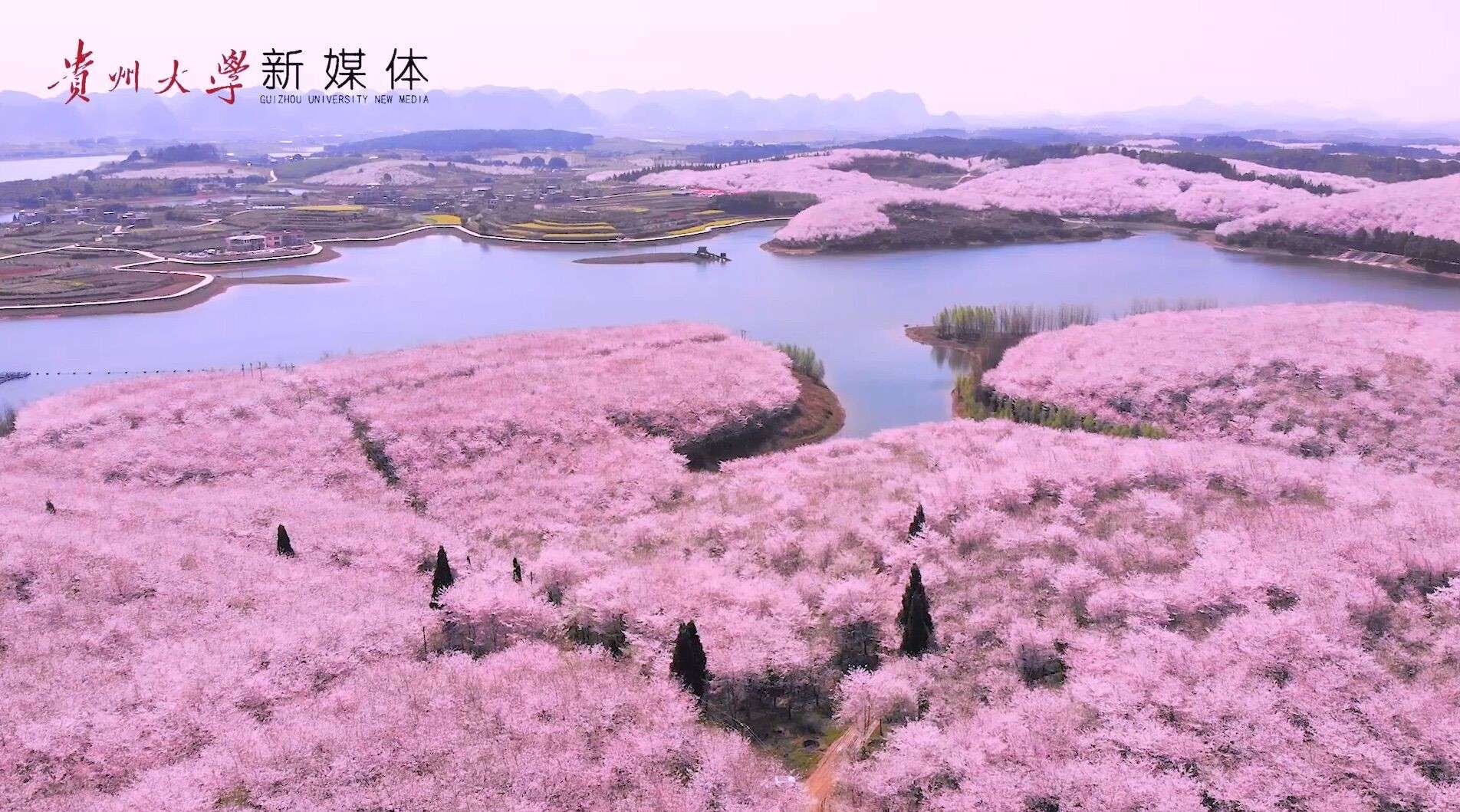 世界上最大的樱花园—贵州安顺平坝樱花园