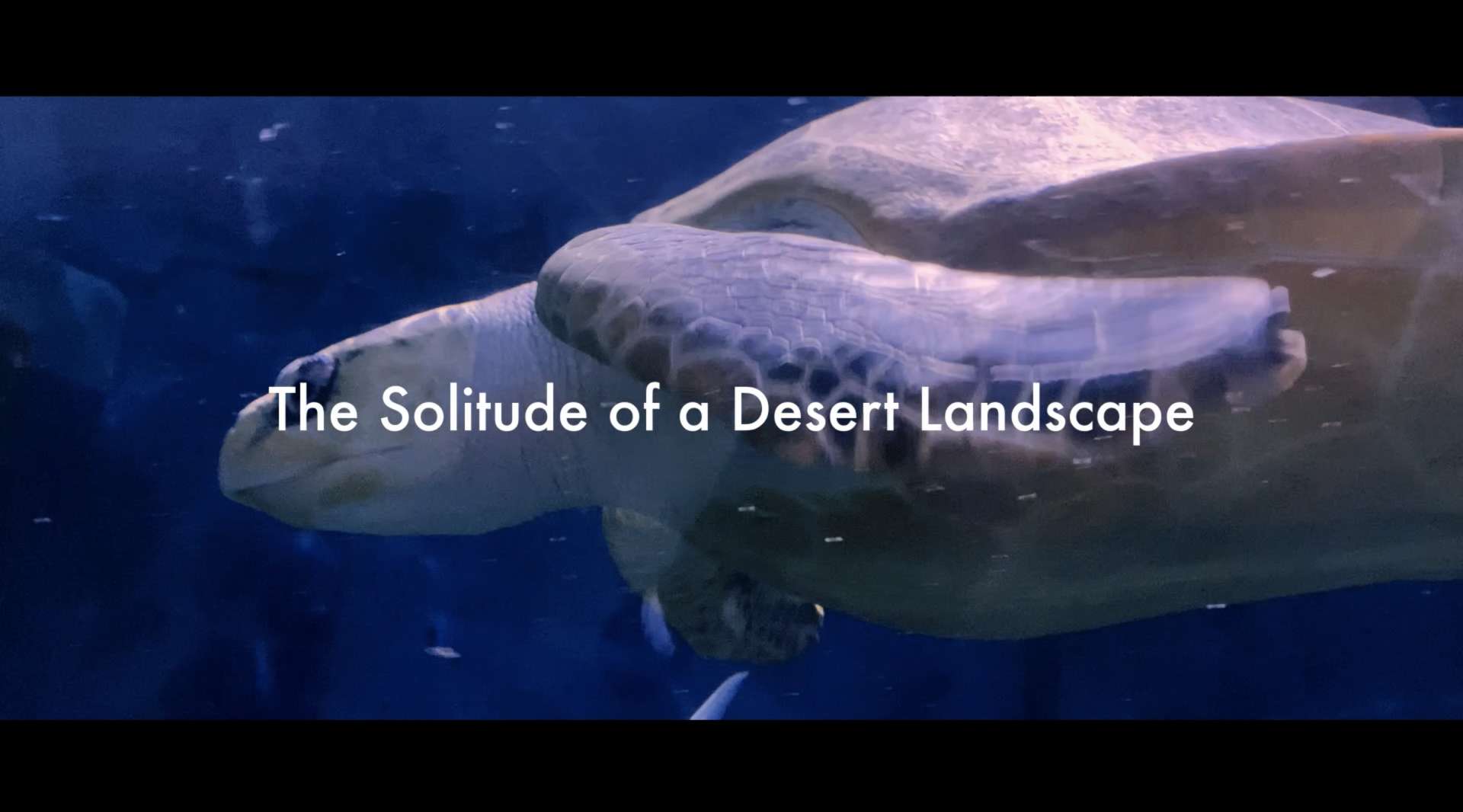 视觉诗 - 孤独沙漠之景The Solitude of a Desert Landscape