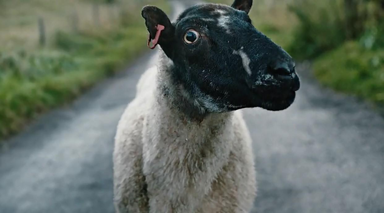 斯巴鲁脑洞广告《撞“死”一只羊》