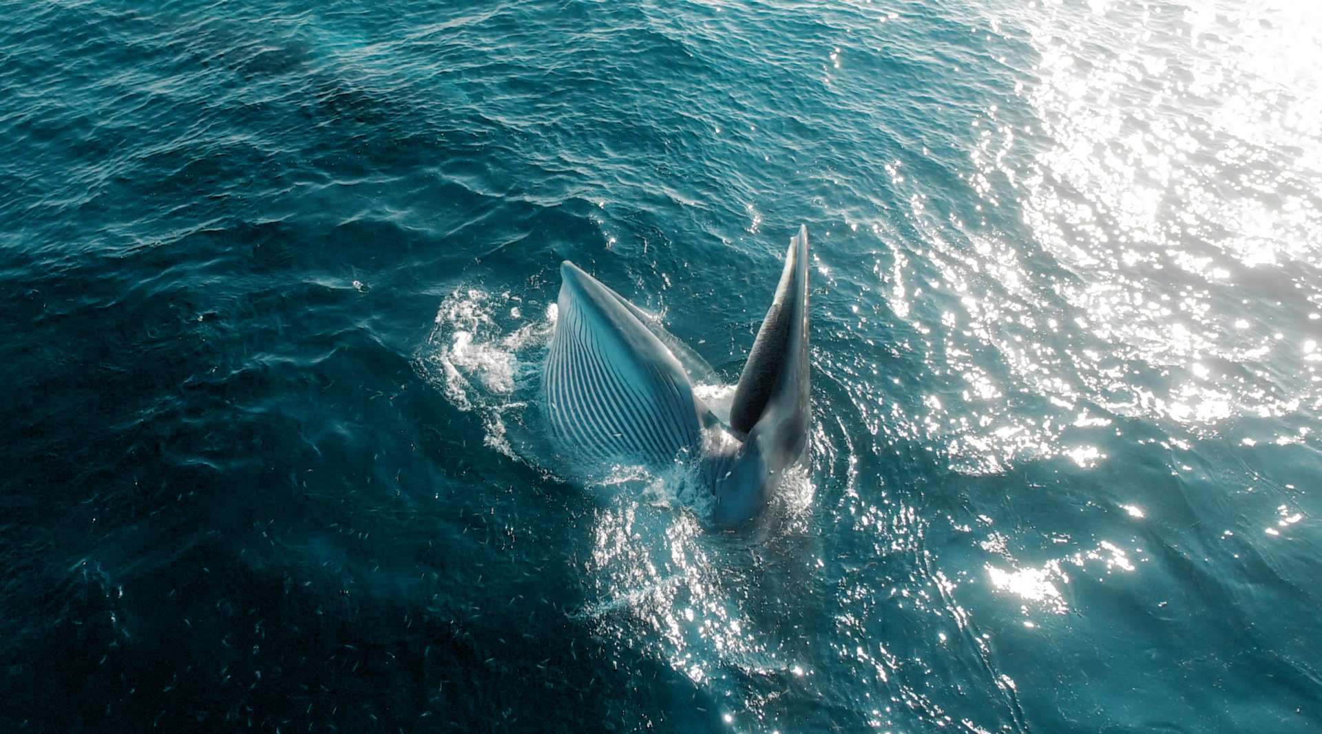 《蔚蓝之境》中国海之布氏鲸