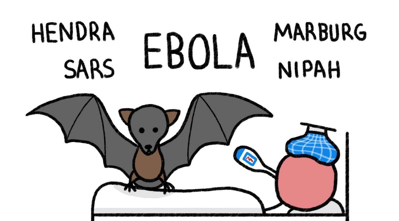 科普动画《蝙蝠是怎样传播病毒的》