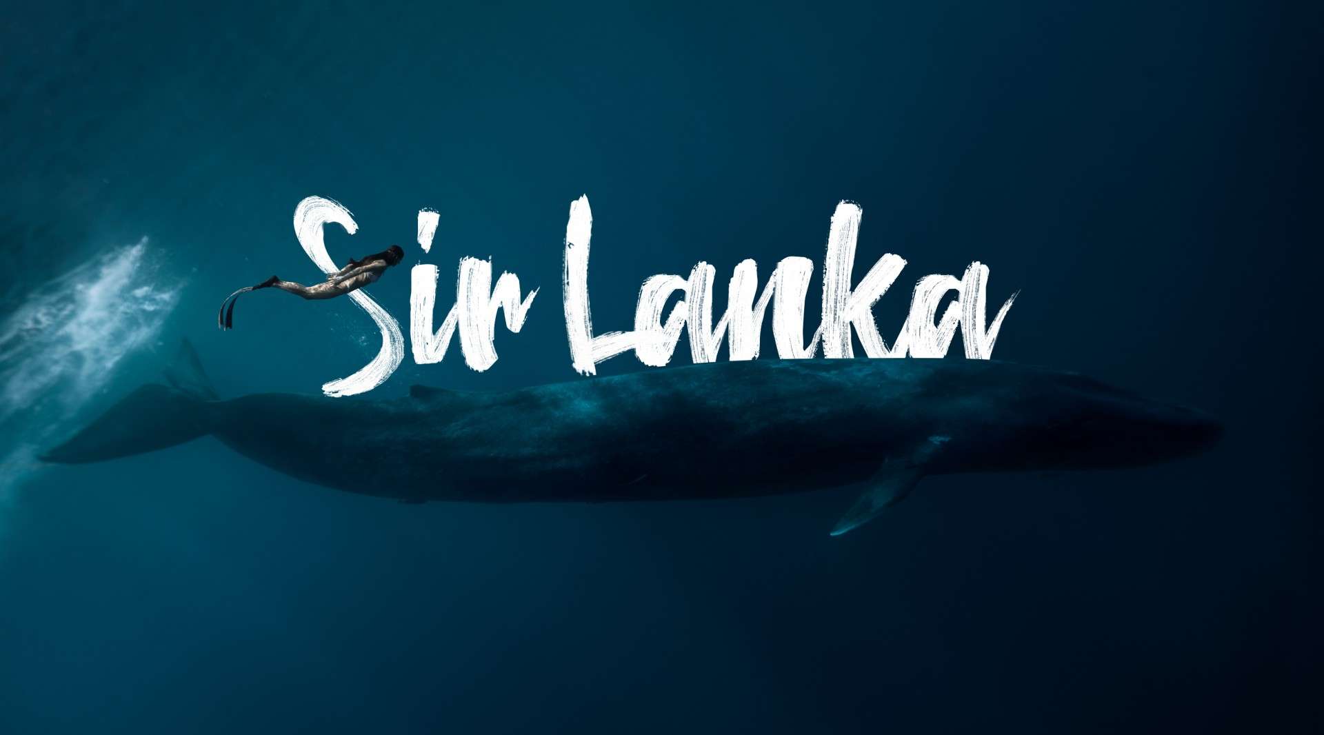 斯里兰卡SAY WOW 追鲸鱼冒险之旅/自由潜水