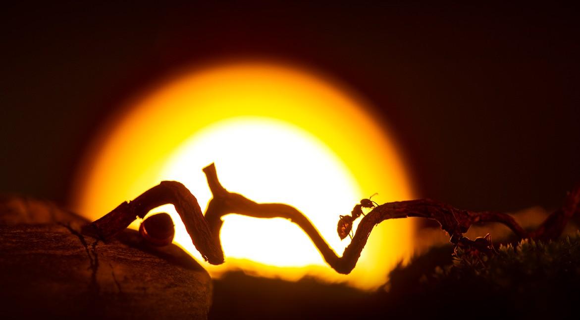 《虫看世界》虚拟黄昏里，夕阳下的小蚂蚁