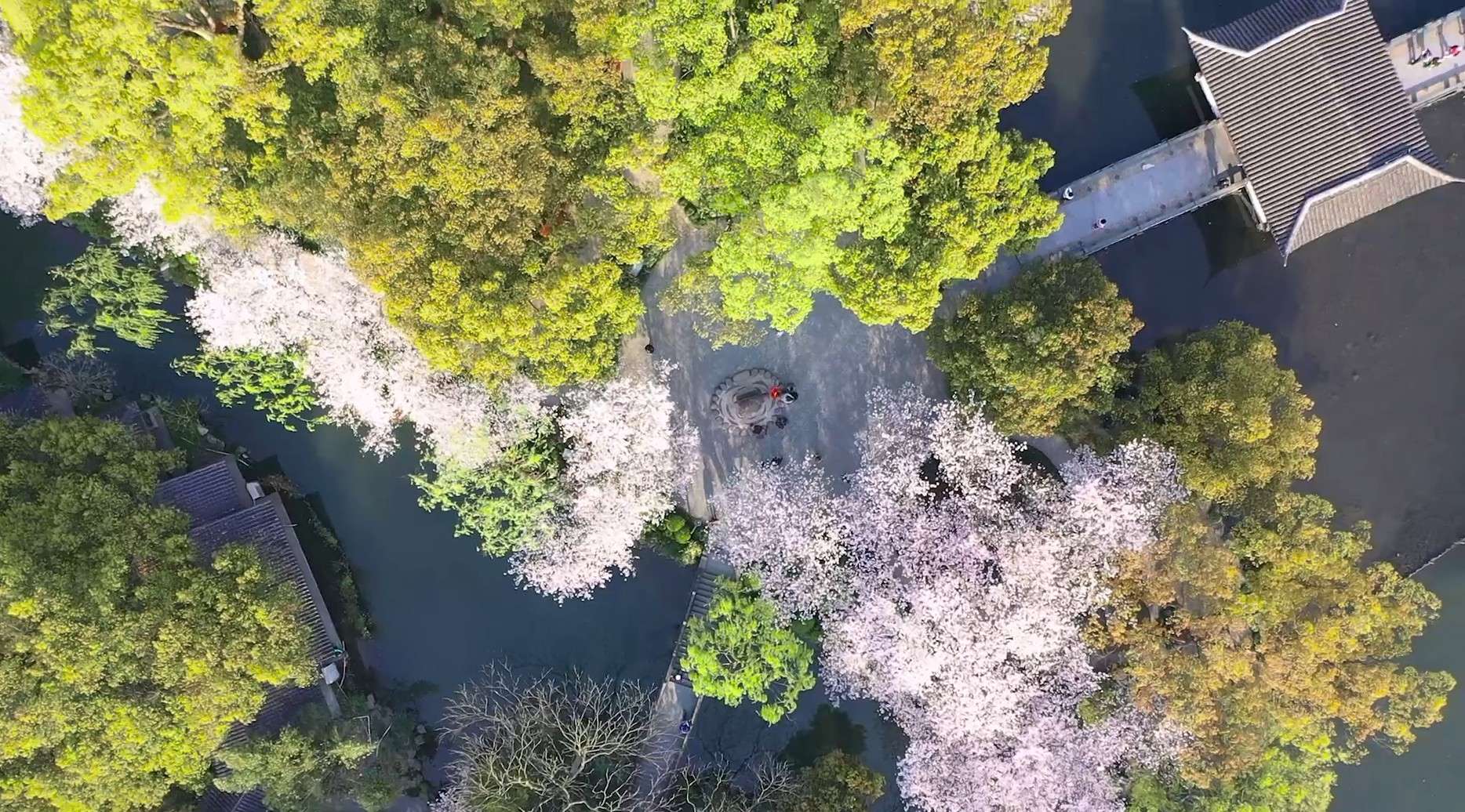 [杭州春色] 西湖少年与春季樱花