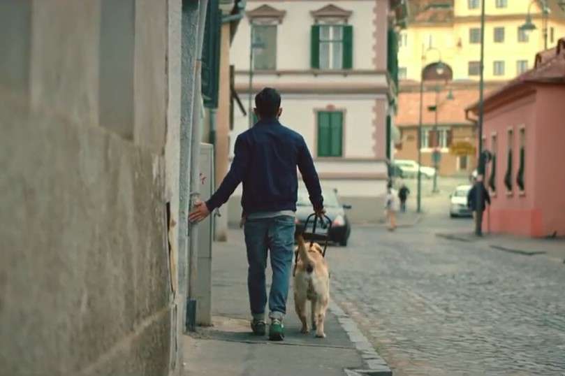超暖心导盲犬友情短片《真正的友谊》