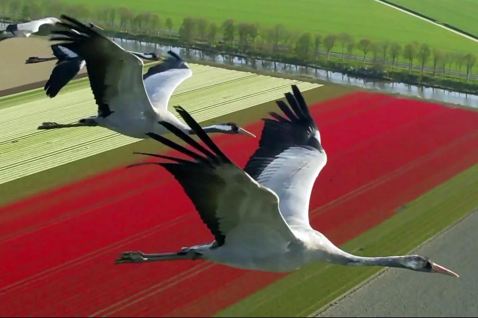 纪录片“迁徙的鸟”经典再现短片《飞往天堂的翅膀》