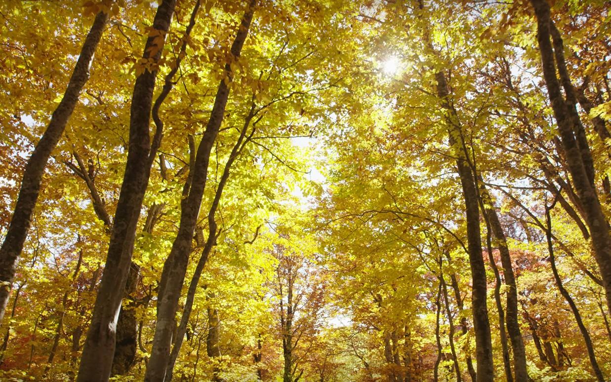 日本东北旅游局宣传片《秋天颜色》