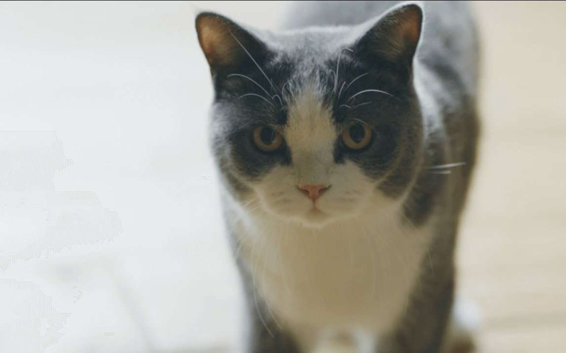 日本妙鲜包广告《来吸猫啊》