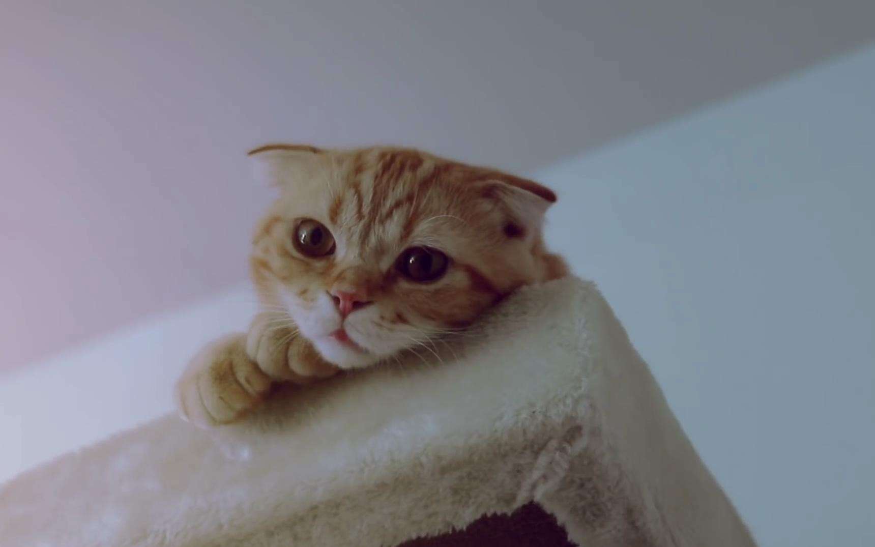 日本小清新猫粮广告歌《幸福的魔法》